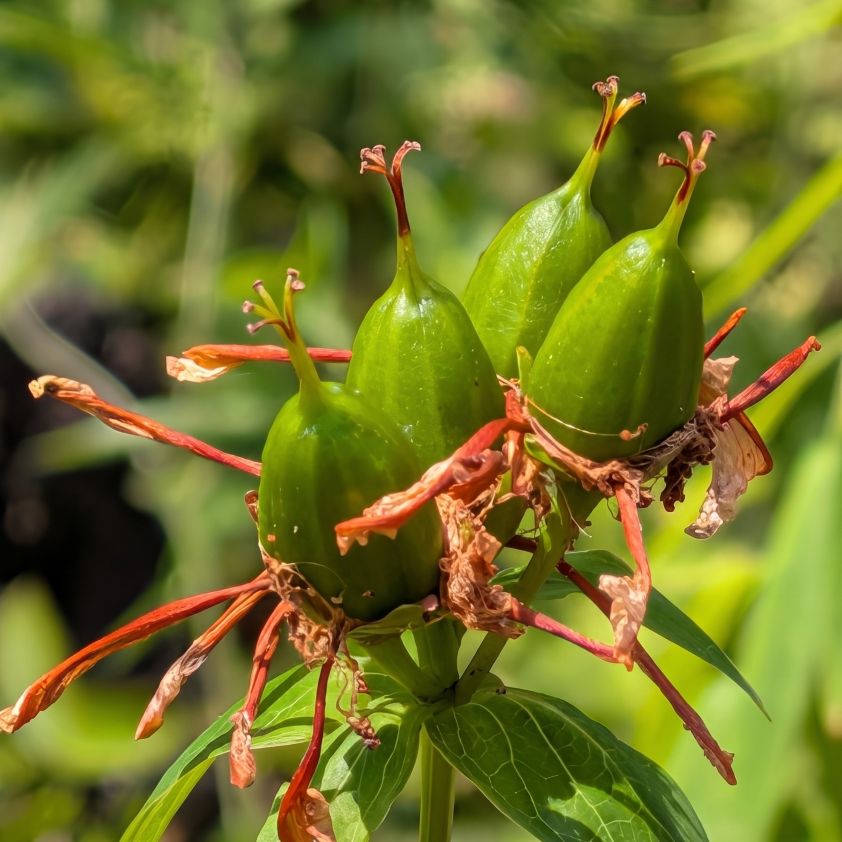トモエソウ：蒴果 ／ Great St. John's Wort - Seed capsules