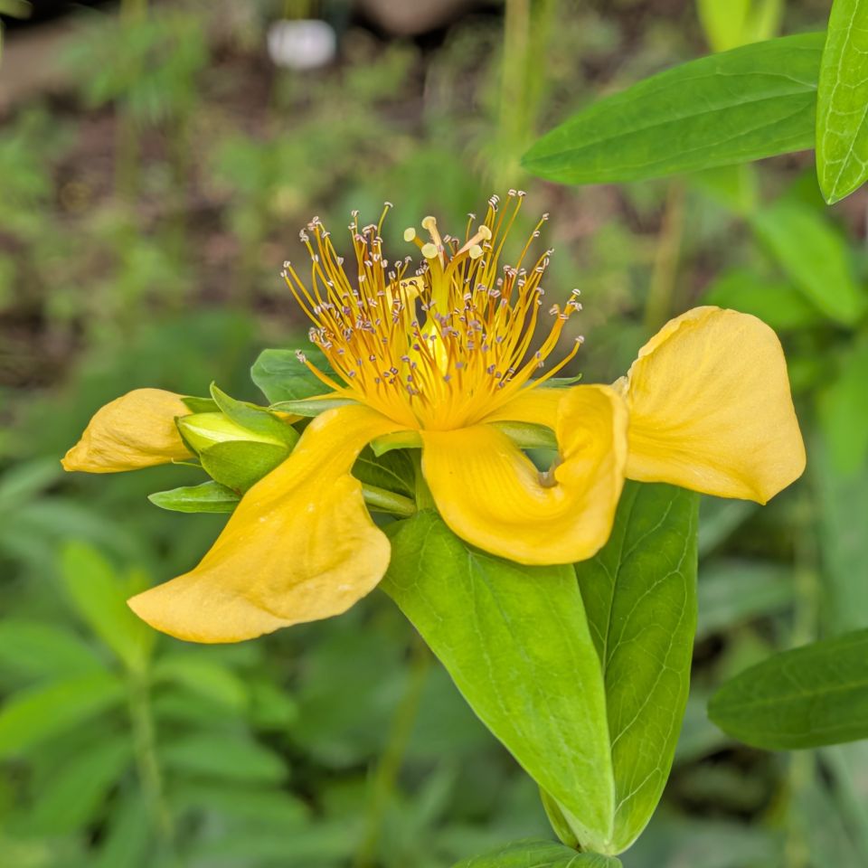 トモエソウ：花を側面から ／ Great St. John's Wort - Side view of flower