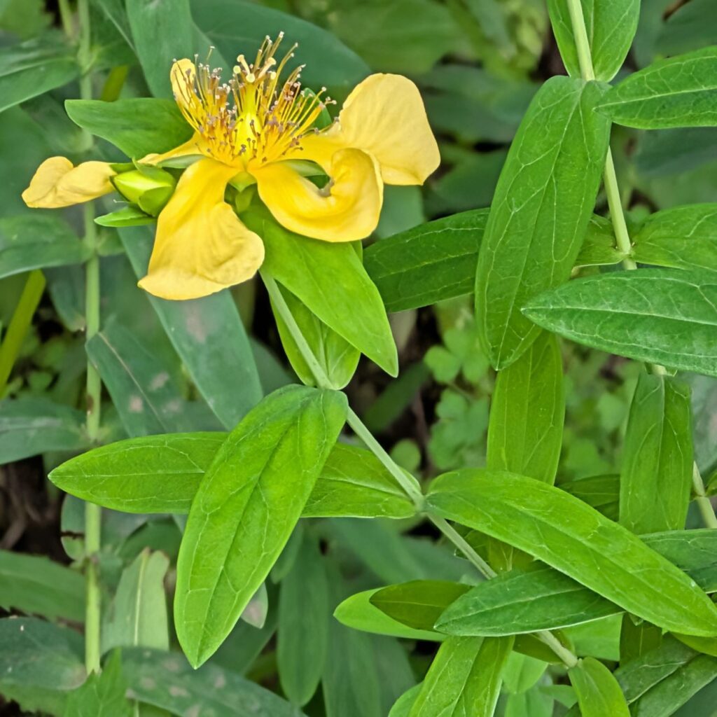 トモエソウ：茎と葉と花 ／ Great St. John's Wort - Stems, leaves, and flowers