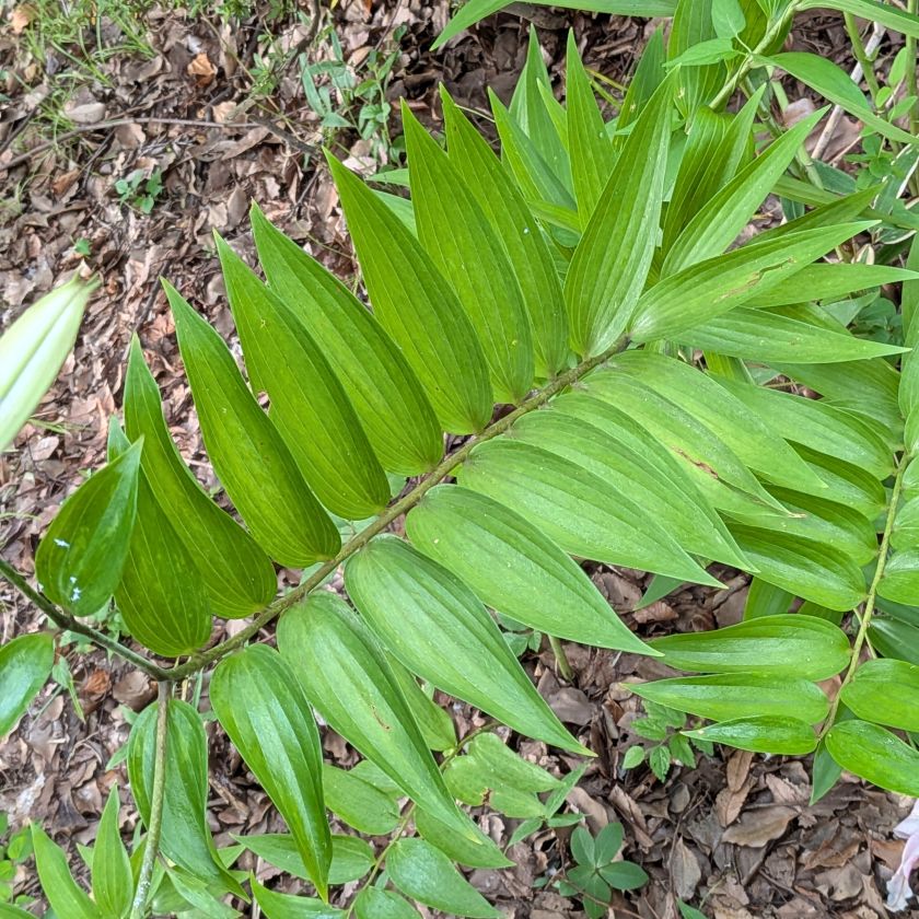 カノコユリ：茎と葉 ／ Speciosum Lily - Stem and leaves