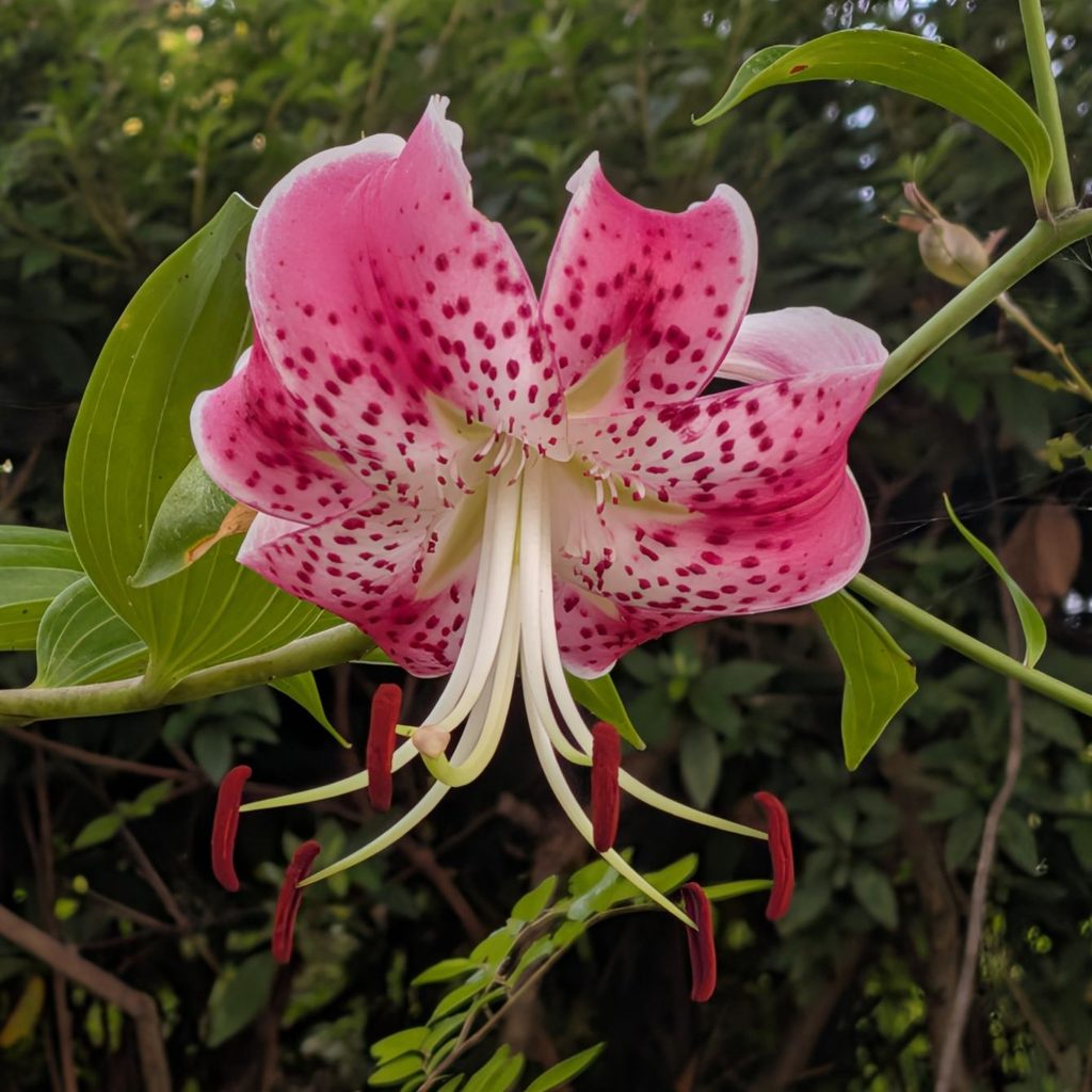 カノコユリ：花を斜め下から ／ Speciosum Lily - Flower viewed from below