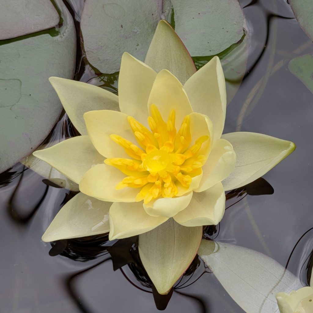 ヒツジグサ：花を正面から ／ Pygmy Water Lily - Front View of Flower