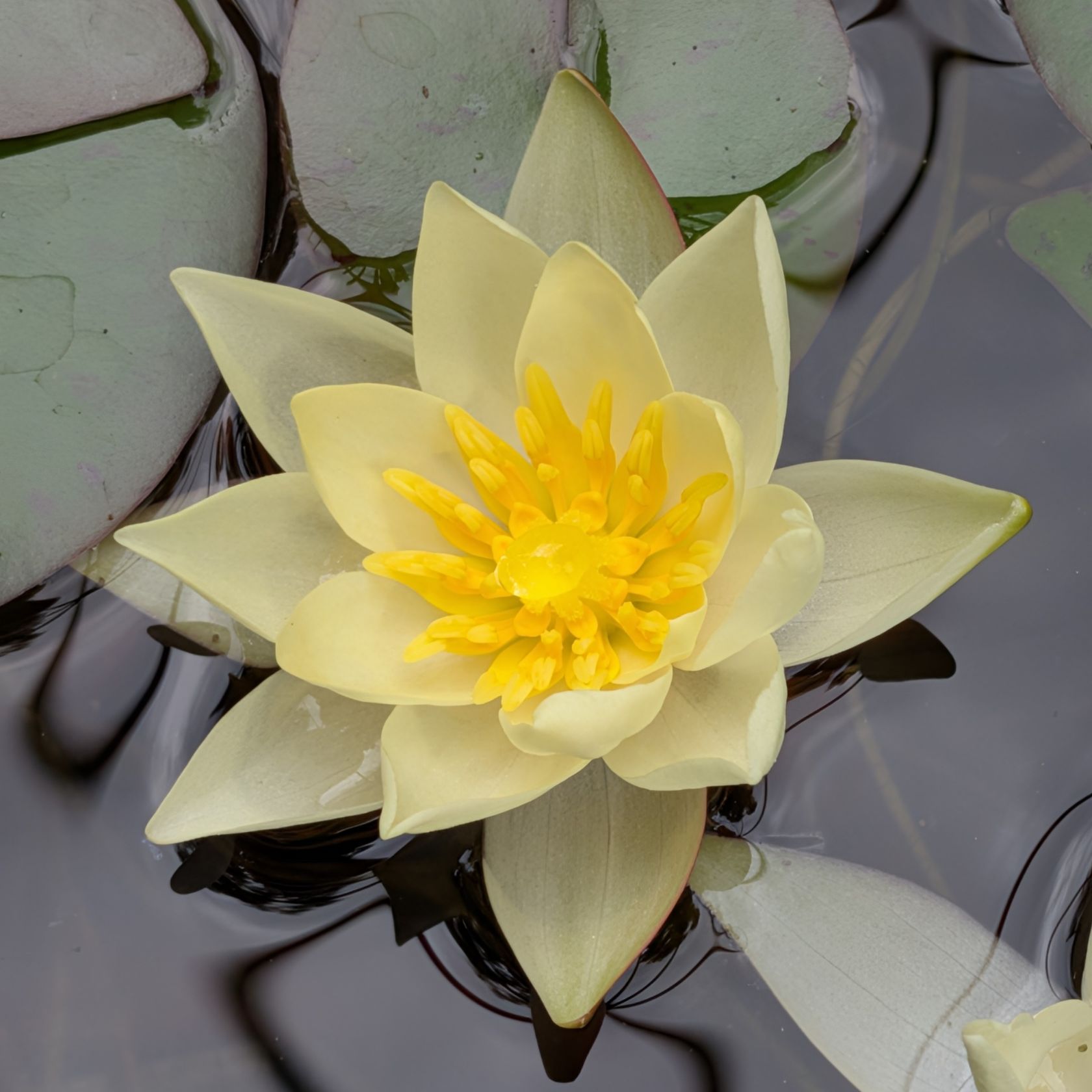 ヒツジグサ / Pygmy Water Lily