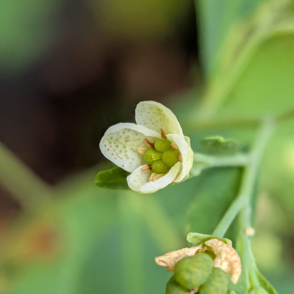 マツカゼソウ：雄性期の花 ／ White-flowered Rue - Flower in male phase