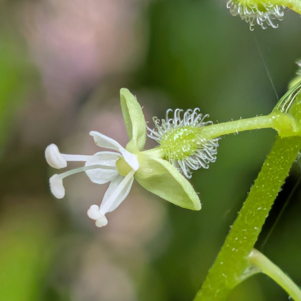 ミズタマソウ：花を横から ／ Soft Enchanter's Nightshade - Flower (side view)