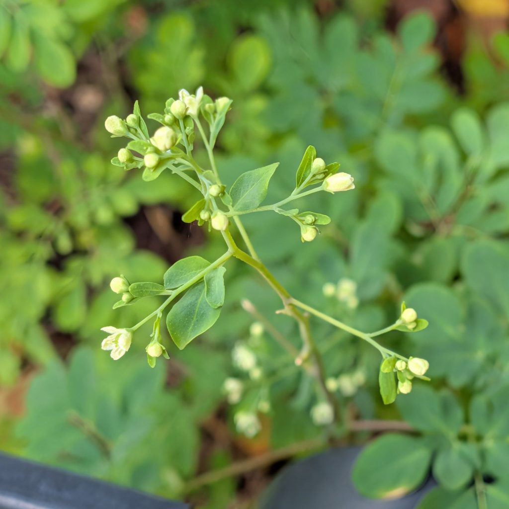 マツカゼソウ：茎先の花 ／ White-flowered Rue - Flowers at the stem tip