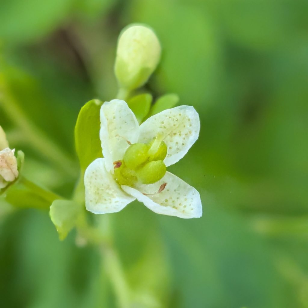 マツカゼソウ：雌性期の花 ／ White-flowered Rue - Flower in female phase