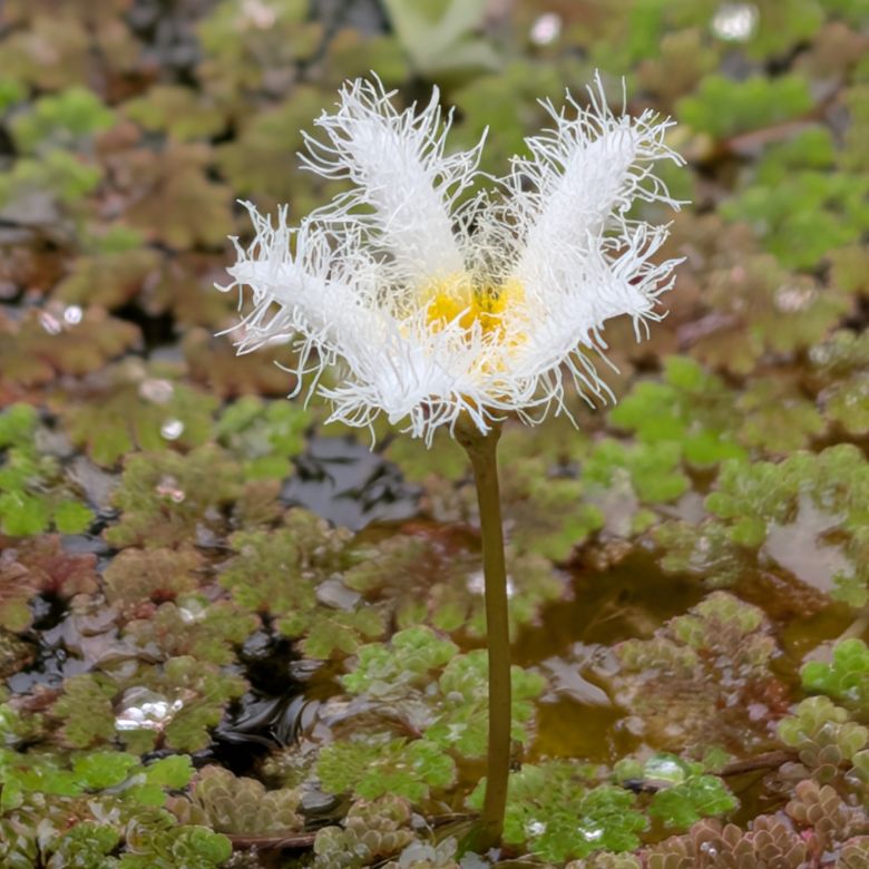 ガガブタ：長花柱花を横から ／ Water Snowflake - Long-styled flower (side view)