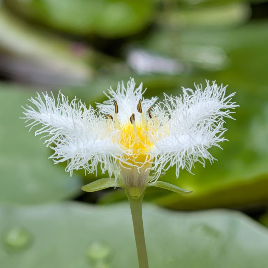 ガガブタ：短花柱花を横から ／ Water Snowflake - Short-styled flower (side view)