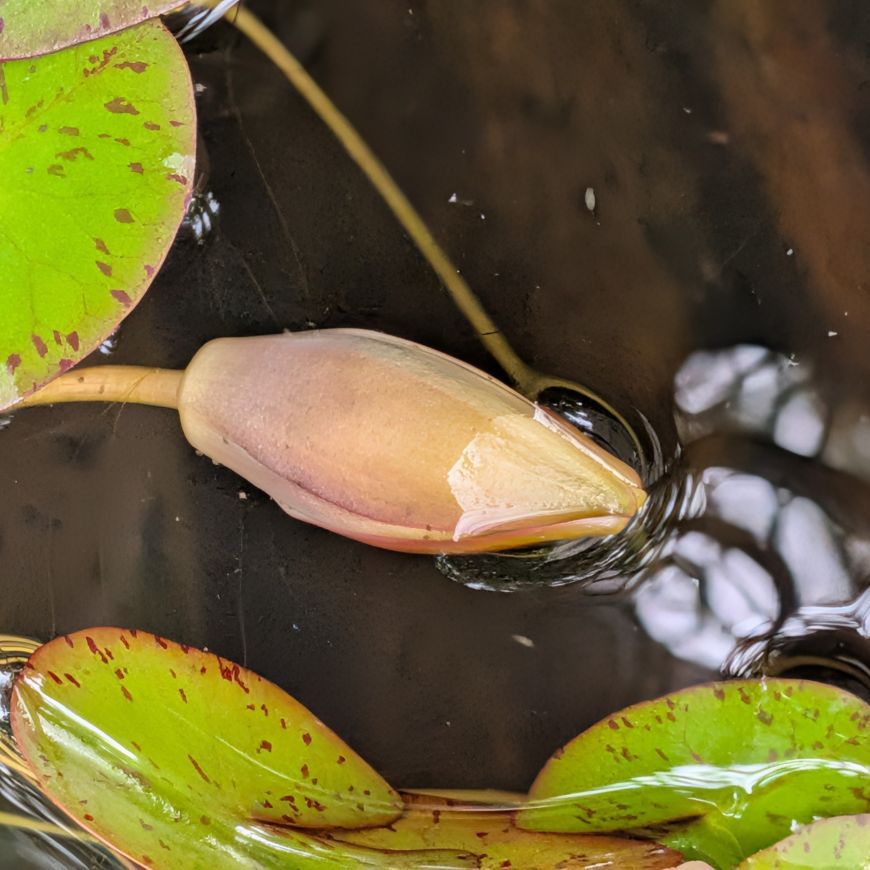 ヒツジグサ：蕾 ／ Pygmy Water Lily - Bud