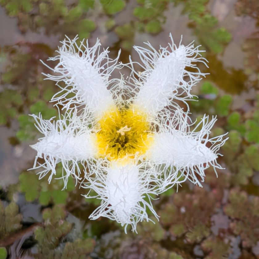 ガガブタ：長花柱花を正面から ／ Water Snowflake - Long-styled flower (front view)