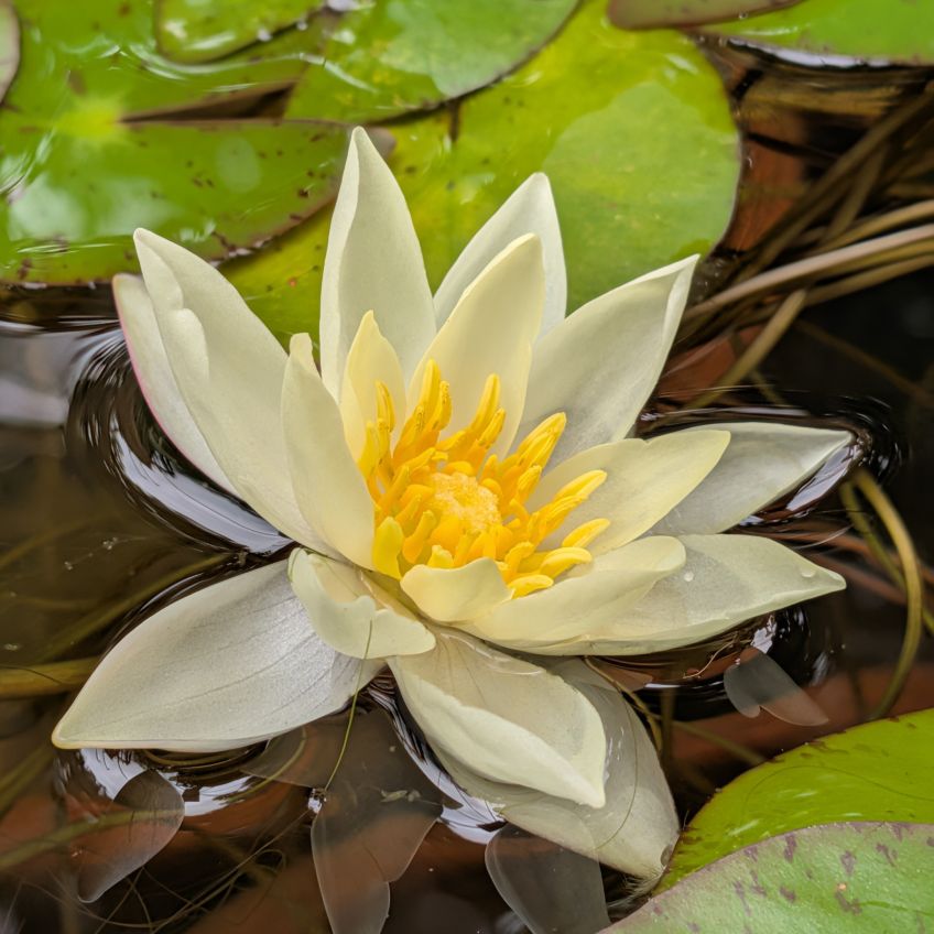 ヒツジグサ：花を斜めから ／ Pygmy Water Lily - Angled View of Flower