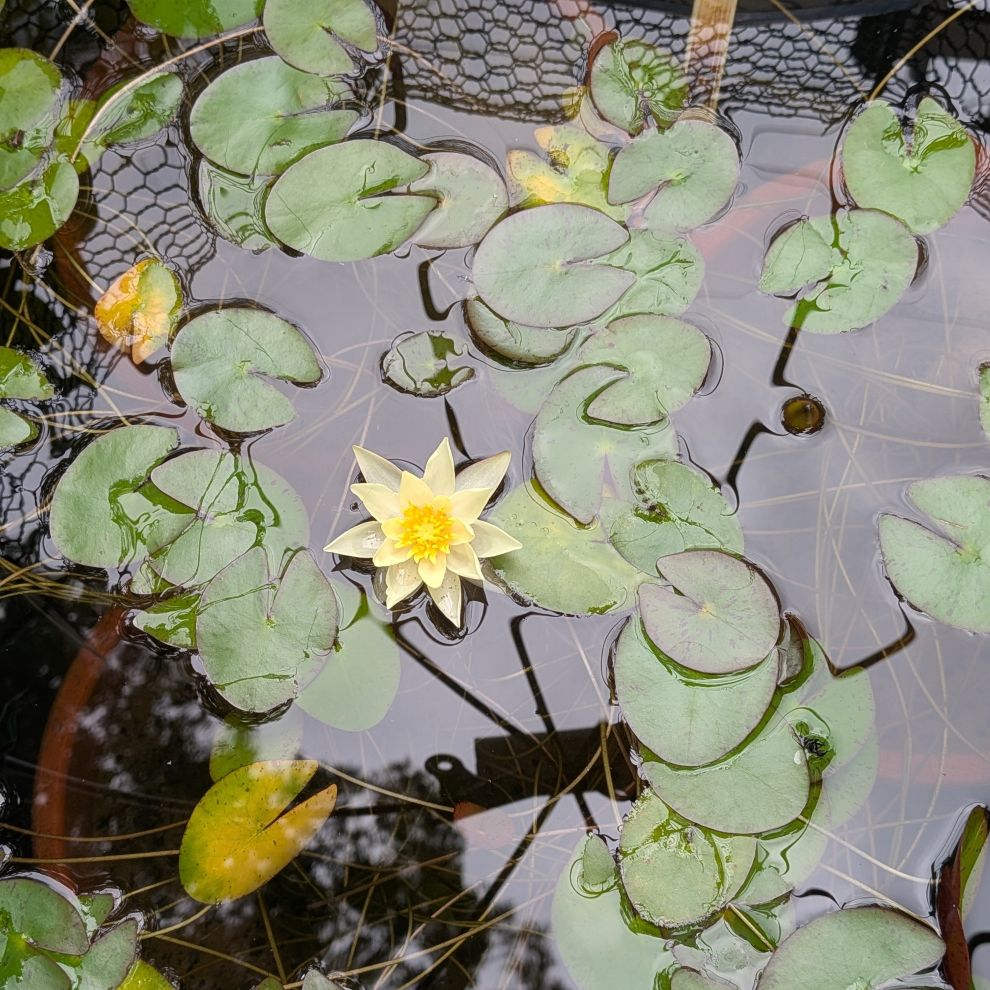 ヒツジグサ：花と葉 ／ Pygmy Water Lily - Flower and Leaves