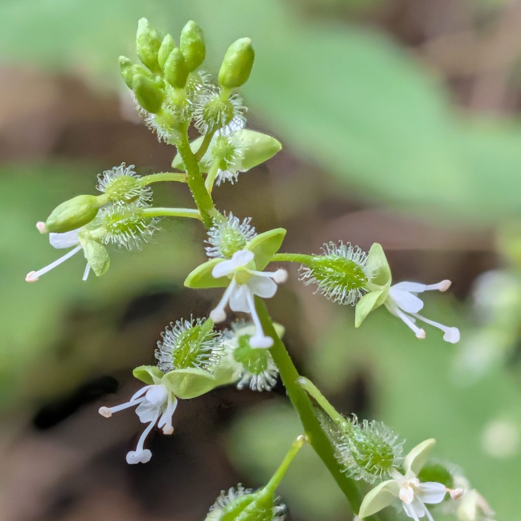 ミズタマソウ：茎先の蕾と花 ／ Soft Enchanter's Nightshade - Buds and flowers at the stem tip