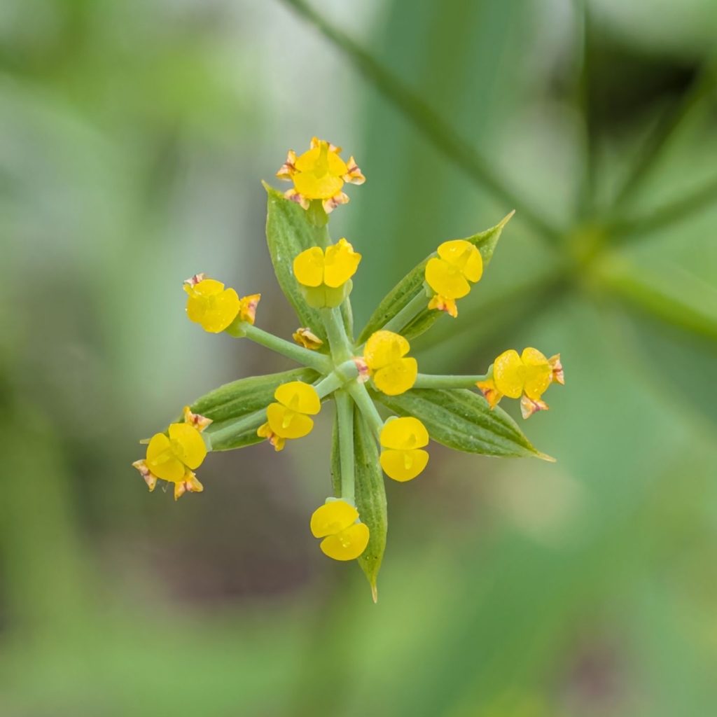 ミシマサイコ：開花初期の花 ／ Bupleurum falcatum - Flower in early bloom