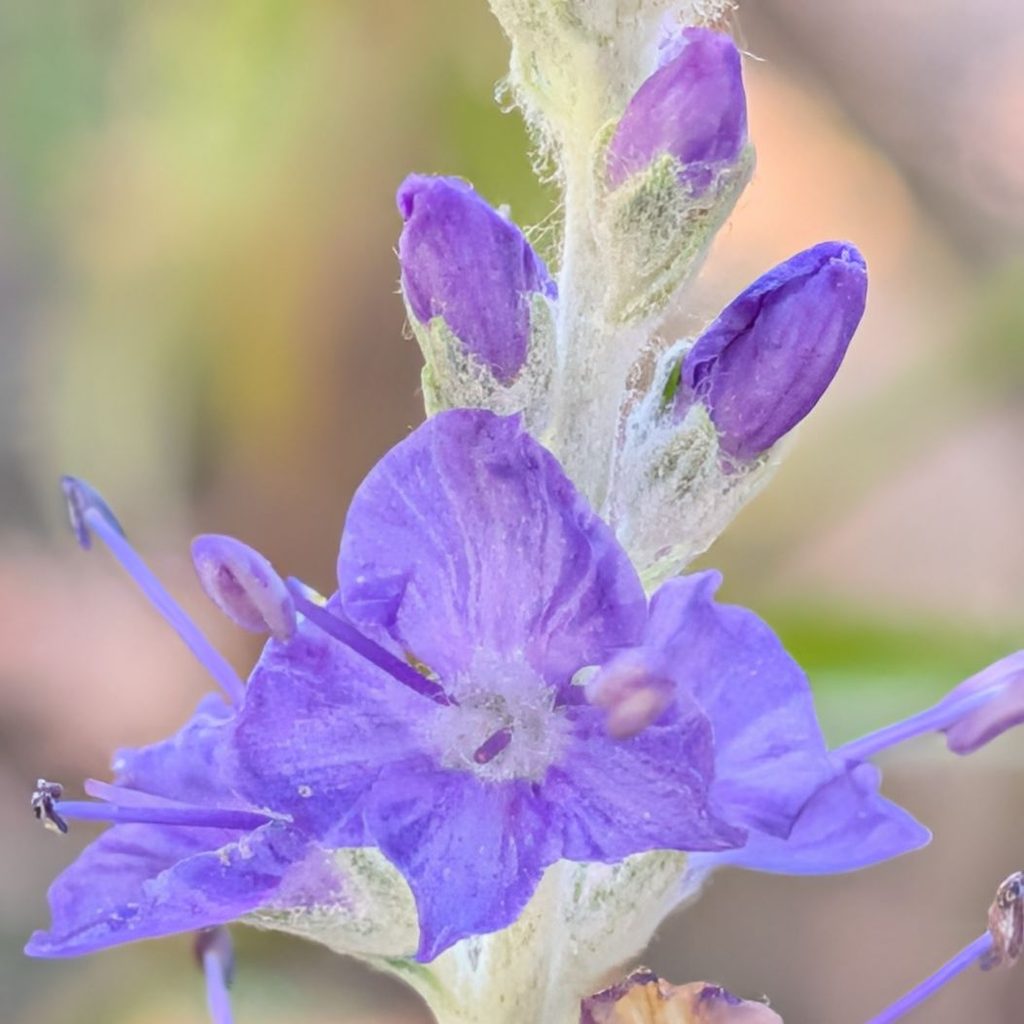 トウテイラン:花を近くから / Silver Speedwell - Close-up of flowers