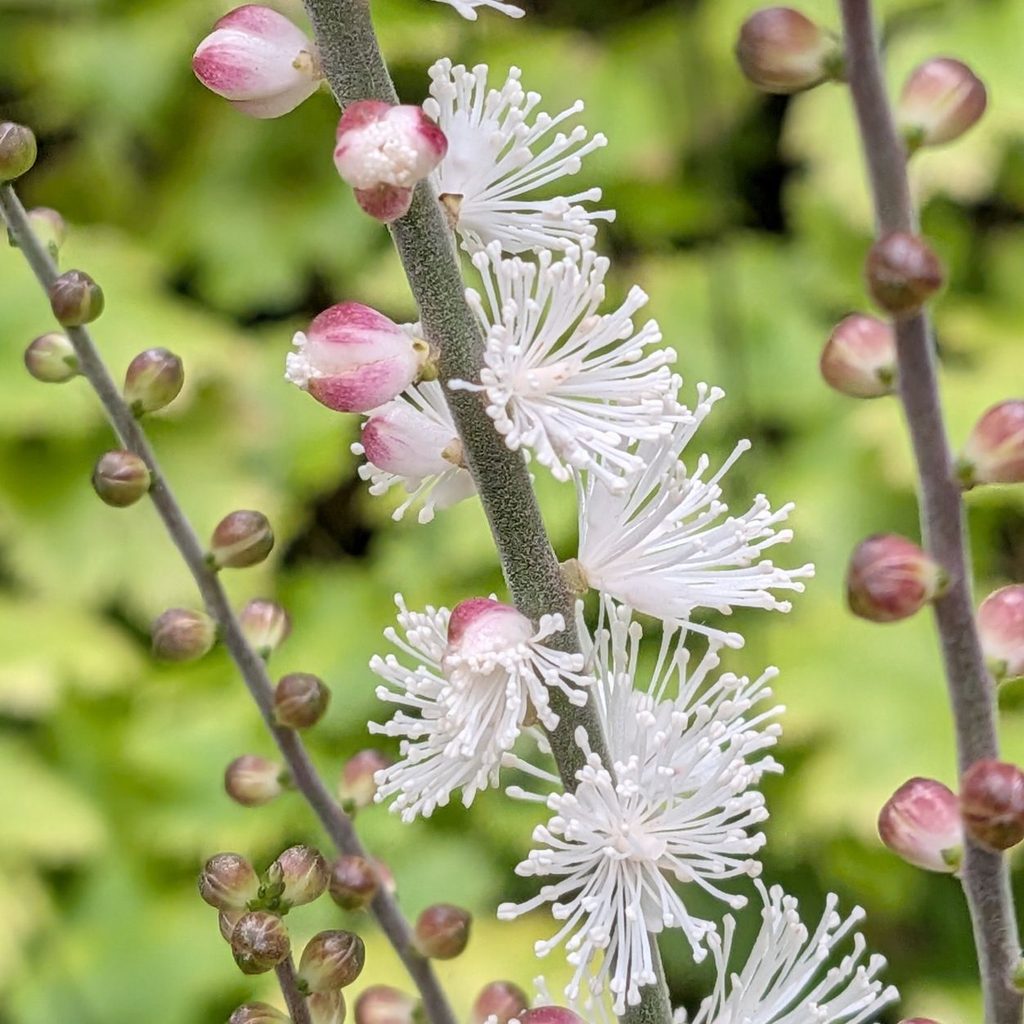 イヌショウマ：蕾と花を近くから ／ Cimicifuga biternata - Close-up of buds and flowers