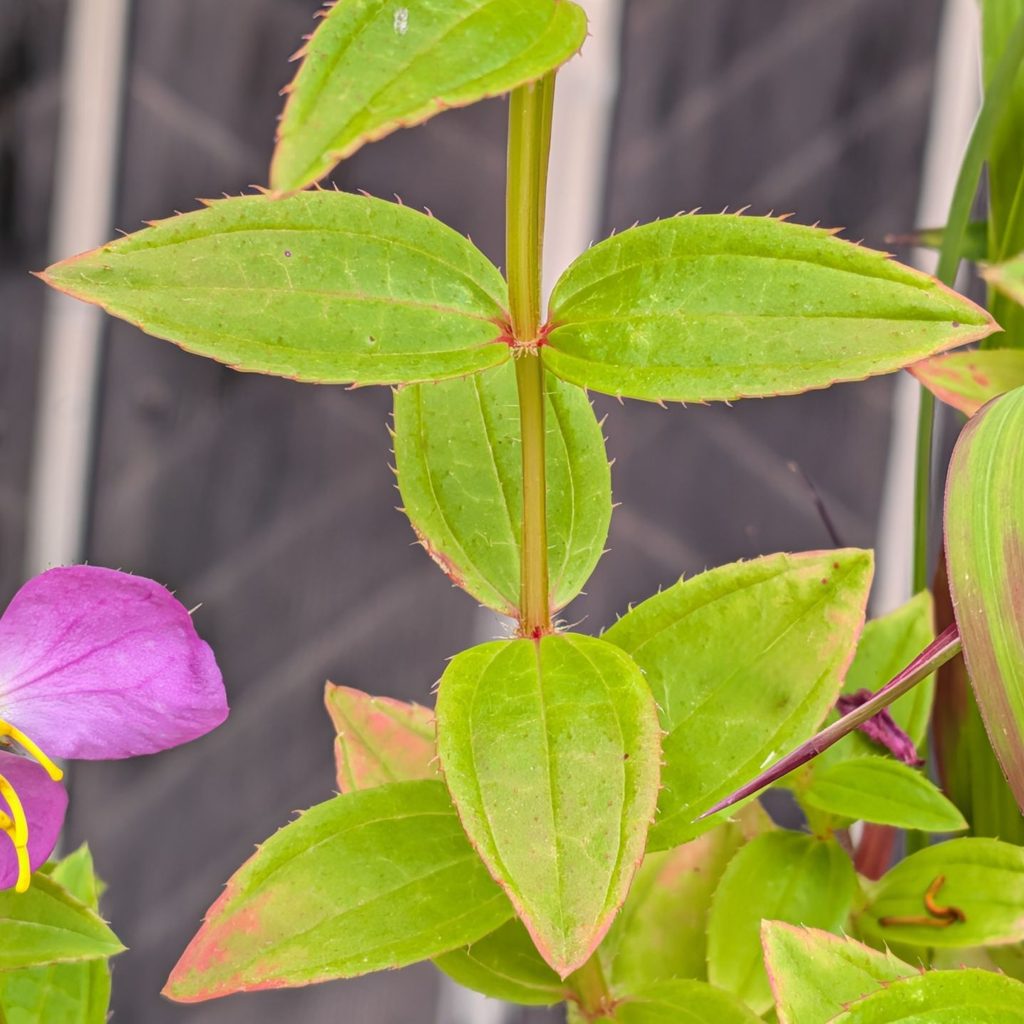ヒメノボタン：葉 ／ Chinese Osbeckia - Leaves