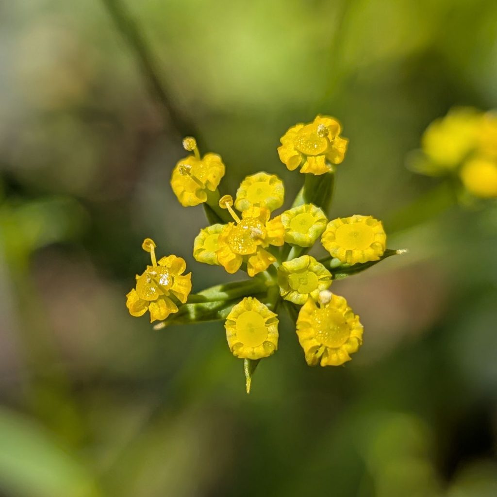 ミシマサイコ：雄性期の花 ／ Bupleurum falcatum - Male-phase flower