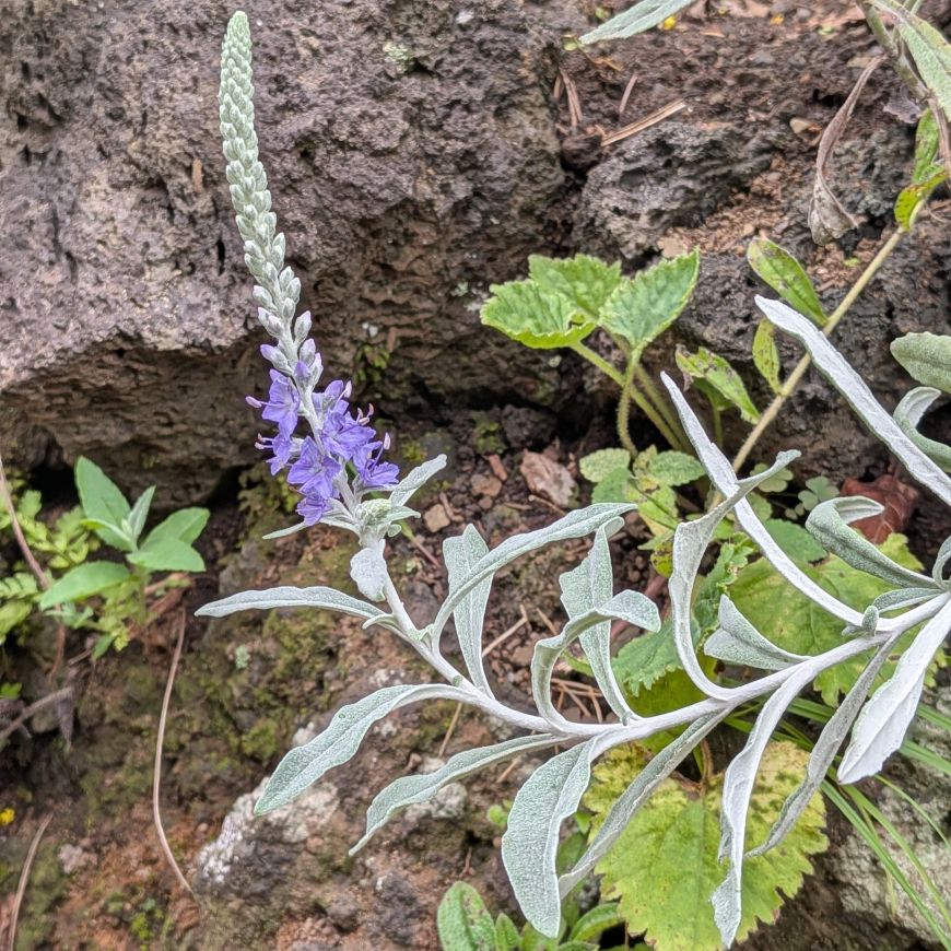 トウテイラン:茎と葉と花穂 / Silver Speedwell - Stems, leaves, and flower spikes