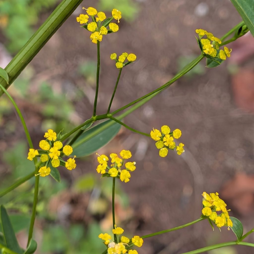 ミシマサイコ：花序 ／ Bupleurum falcatum - Inflorescence