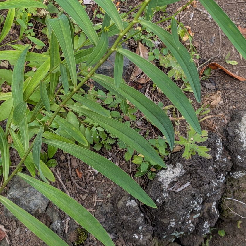ミシマサイコ：葉 ／ Bupleurum falcatum - Leaves