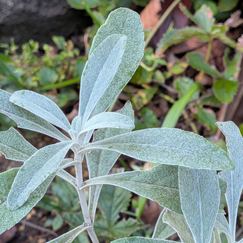 トウテイラン:茎と葉 / Silver Speedwell - Stems and leaves