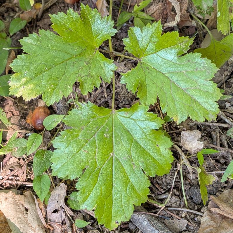 イヌショウマ：葉 ／ Cimicifuga biternata - Leaves