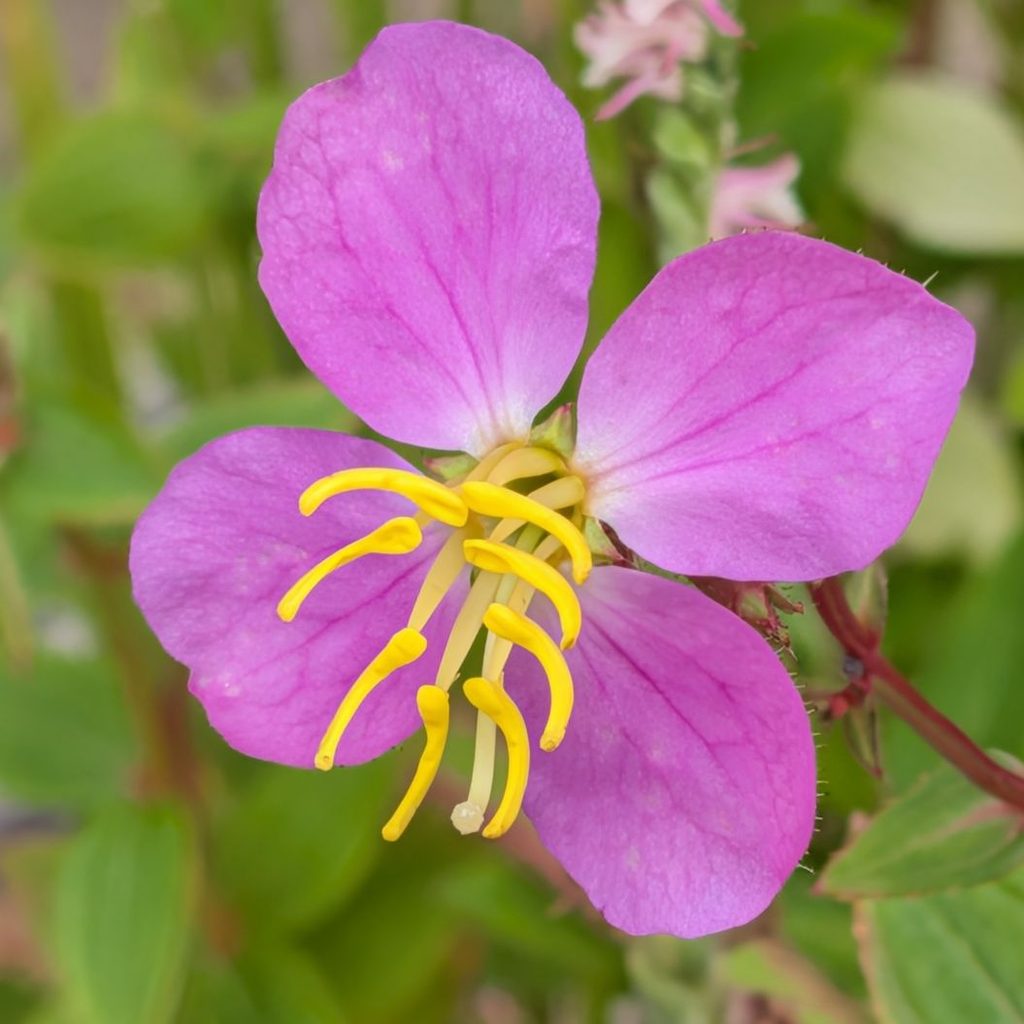 ヒメノボタン：花を近くから ／ Chinese Osbeckia - Close-up
