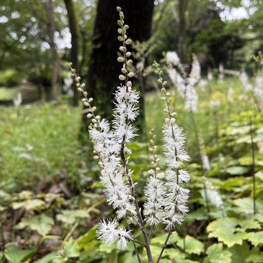 イヌショウマ：花穂 ／ Cimicifuga biternata - Flower spikes