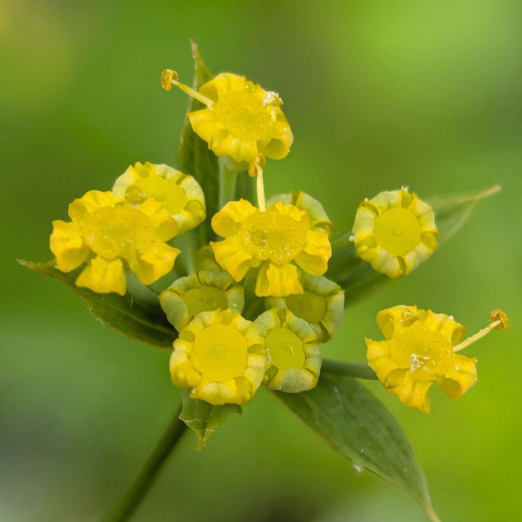 ミシマサイコ：花を近くから ／ Bupleurum falcatum - Close-up of flowers