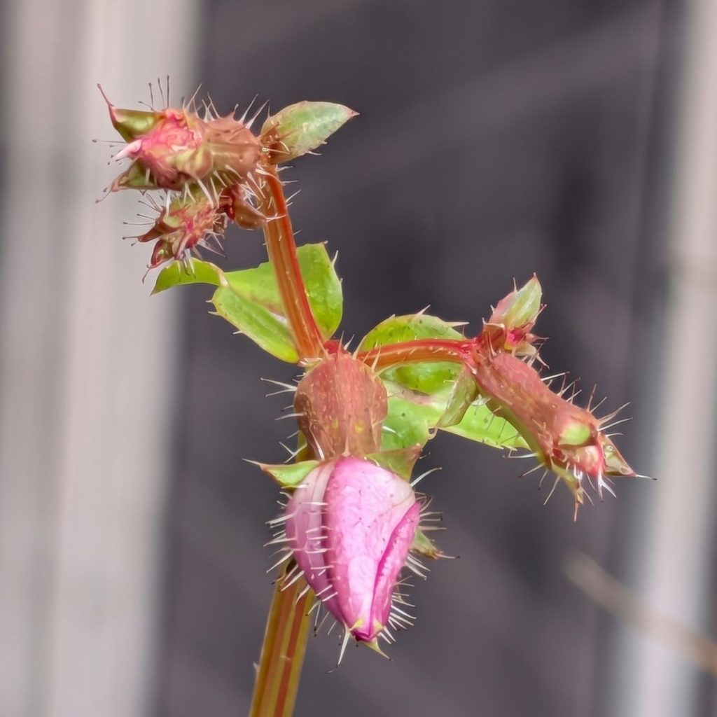 ヒメノボタン：蕾 ／ Chinese Osbeckia - Buds