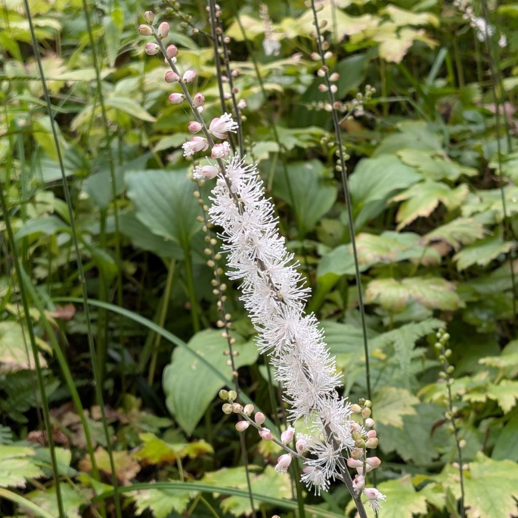 イヌショウマ：花穂を近くから ／ Cimicifuga biternata - Close-up of flower spike