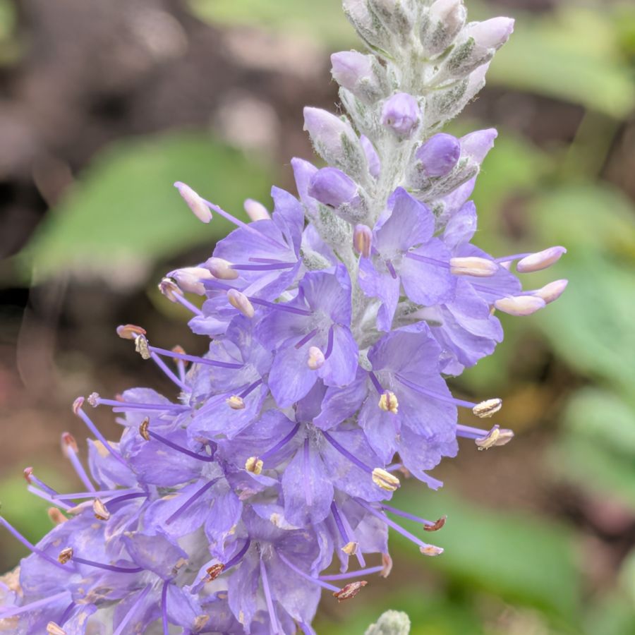 トウテイラン:花穂を近くから / Silver Speedwell - Close-up of a flower spike